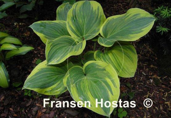 Hosta Rosedale Blend Master